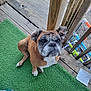 dog, boxer, bulldog, pet, porch, wooden_deck, green_turf, looking_up, wrinkled_face, paws, white_chest, ears, eyes, snout, sneakers, shoes, railing, toy, paper_towel, outdoor