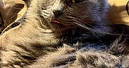 Pants is registered to the contest to win money with this photo: animal, bed, blanket, cat, close_up, cozy, cute, domestic_cat, ears, feline, fluffy, fur, gray_cat, indoor, lying_down, pet, portrait, relaxed, tongue_out, whiskers