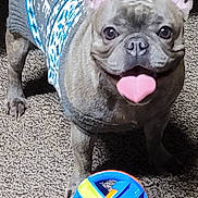 Lucy joined the competition — help win amazing prizes! dog, french_bulldog, sweater, toy, carpet, indoor, pet, playful, tongue, heart_shaped_tongue, animal, cute, small_dog, looking_up, ears_up, floor, colorful_toy, cozy, happy, domestic