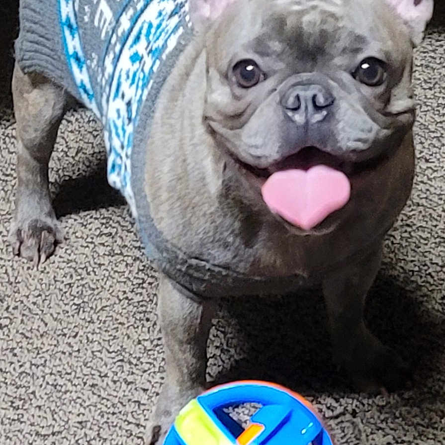 Lucy joined the competition — help win amazing prizes! animal, carpet, colorful_toy, cozy, cute, dog, domestic, ears_up, floor, french_bulldog, happy, heart_shaped_tongue, indoor, looking_up, pet, playful, small_dog, sweater, tongue, toy