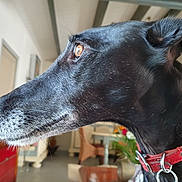 Mulan a rejoint le concours — aidez-le/la à gagner de superbes lots ! dog, black_dog, pet, collar, indoor, closeup, animal, canine, fur, ears, whiskers, snout, brown_eye, houseplant, furniture, blurred_background, red_collar, looking, side_profile, domestic