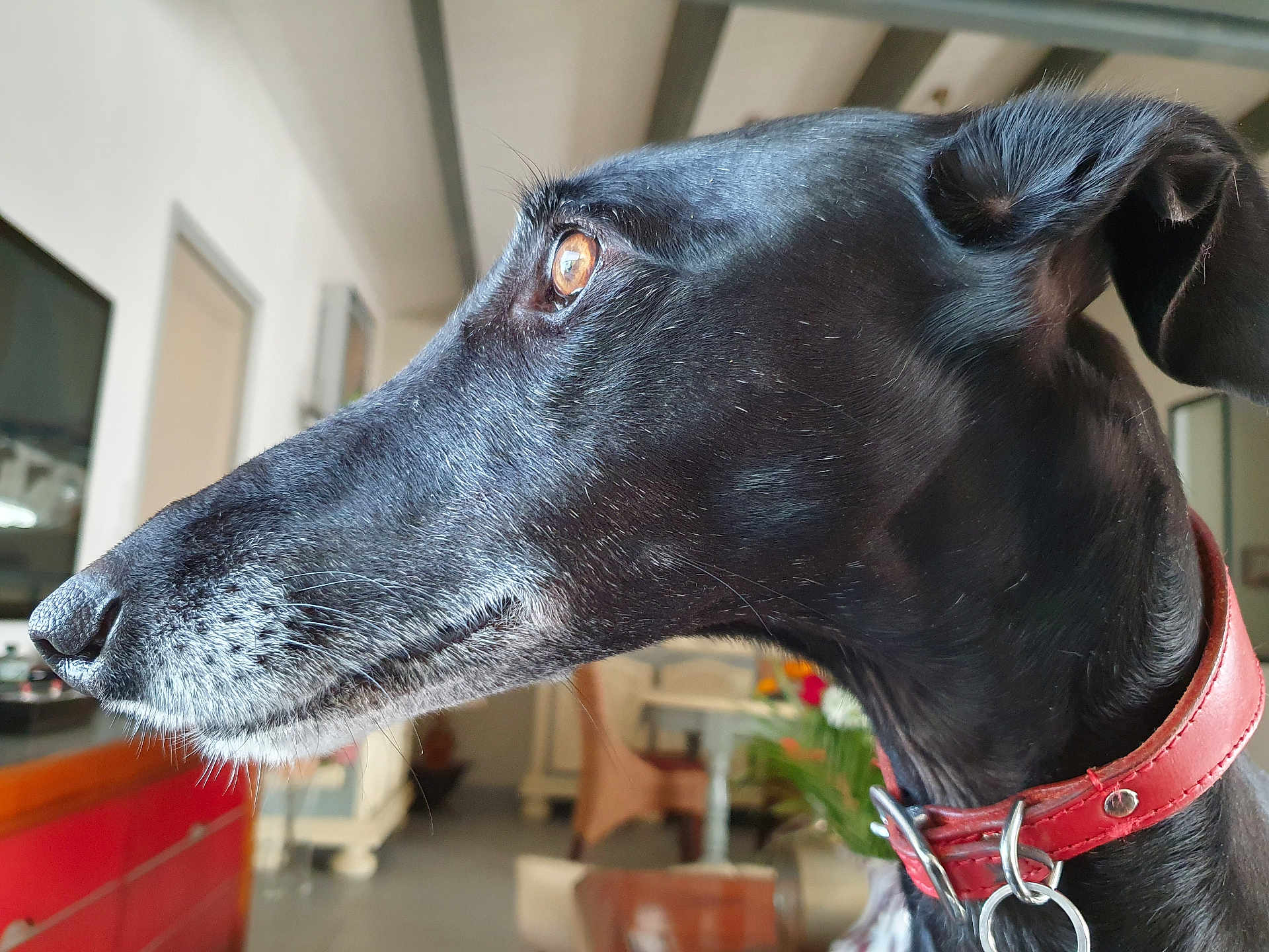 Mulan a rejoint le concours — aidez-le/la à gagner de superbes lots ! dog, black_dog, pet, collar, indoor, closeup, animal, canine, fur, ears, whiskers, snout, brown_eye, houseplant, furniture, blurred_background, red_collar, looking, side_profile, domestic