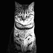 Izzy is registered to the contest to win money with this photo: animal, black_and_white, cat, centered, collar, cute, ears, eyes, feline, fur, high_contrast, monochrome, pet, portrait, shadow, sitting, stripes, studio, tabby, whiskers