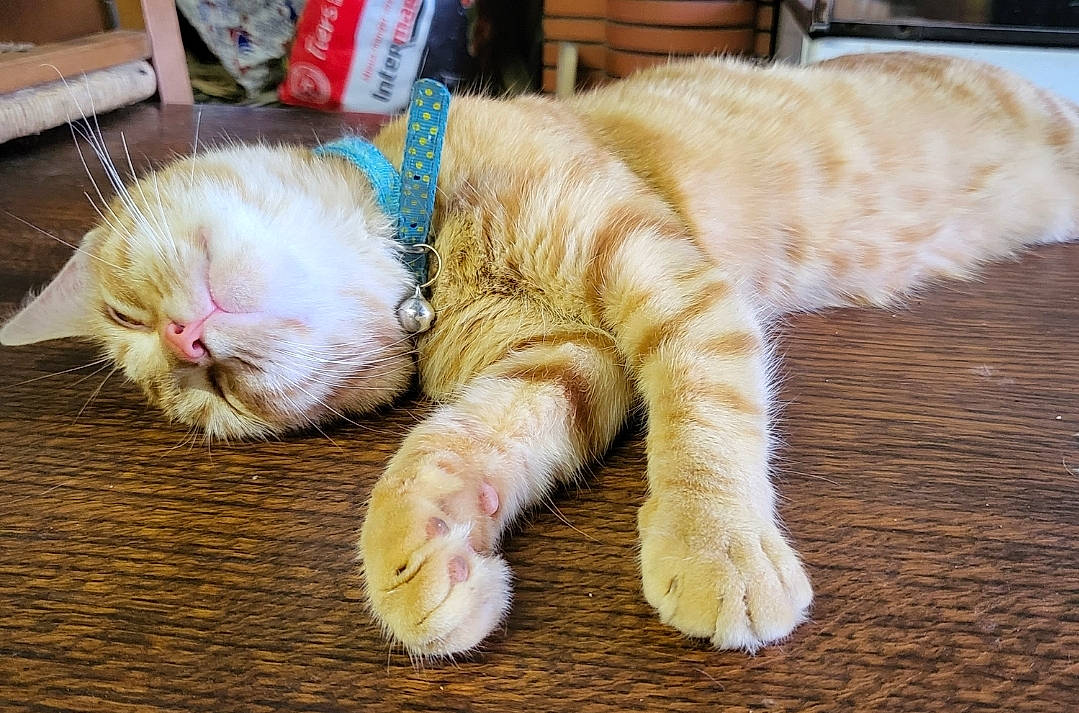 Minute participe au concours pour gagner de l'argent avec cette photo : carnivore, cat, cat_toy, claw, comfort, domestic_short_haired_cat, fawn, felidae, flooring, foot, fur, hardwood, nap, paw, small_to_medium_sized_cats, snout, sporting_group, tail, whiskers, wood