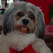 Annie is registered to the contest to win money with this photo: bow, close_up, couch, curtains, cushion, dog, ears, fur, furniture, home_decor, indoor, legs, living_room, orange_pants, person, pet, plant, television, toy, window