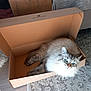 Zena participe au concours pour gagner de l'argent avec cette photo : cat, fluffy, blue_eyes, cardboard_box, indoor, carpet, furniture, pet, animal, cute, relaxed, domestic_cat, looking_up, soft_fur, tabby, resting, cozy, home, curious, mammal