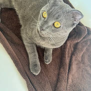 Bella participe au concours pour gagner de l'argent avec cette photo : cat, gray_cat, yellow_eyes, pet, animal, feline, resting, blanket, brown_blanket, soft_texture, indoor, close_up, whiskers, ears, paws, fur, relaxed, cute, domestic_cat, looking_away