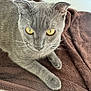 Bella participe au concours pour gagner de l'argent avec cette photo : cat, gray_cat, yellow_eyes, towel, pet, animal, feline, indoor, close_up, fur, whiskers, paw, relaxed, laying_down, domestic_animal, cute, soft_texture, cozy, alert, portrait