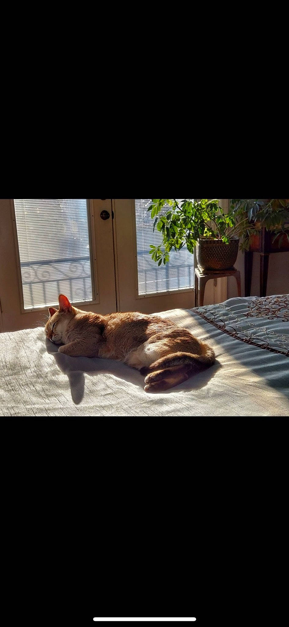 Ruby joined the competition — help win amazing prizes! comfort, companion_dog, dog_breed, fawn, felidae, floor, flooring, hardwood, linens, plant, rectangle, shade, small_to_medium_sized_cats, table, tail, tints_and_shades, tree, whiskers, window, wood