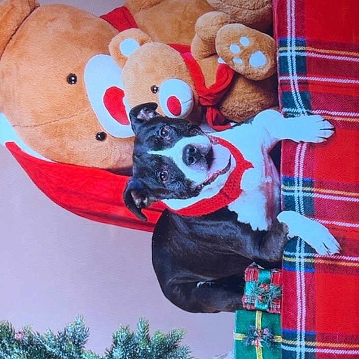Walker a rejoint le concours — aidez-le/la à gagner de superbes lots ! black_and_white, christmas_presents, cozy, cute, decorations, dog, festive, gift_box, green, holiday, indoor, pet, plaid, red, scarf, small_tree, smiling, stuffed_animal, tablecloth, teddy_bear