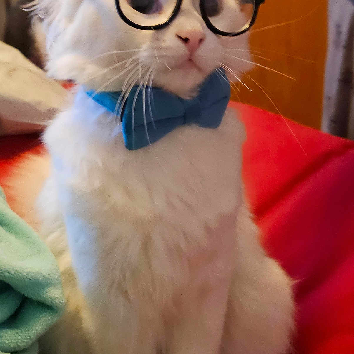 Iceberg joined the competition — help win amazing prizes! accessories, angora, animal, bowtie, cat, couch, cushion, face, formalwear, furniture, glasses, head, homedecor, kitten, person, pet, photography, portrait, siamese, tie