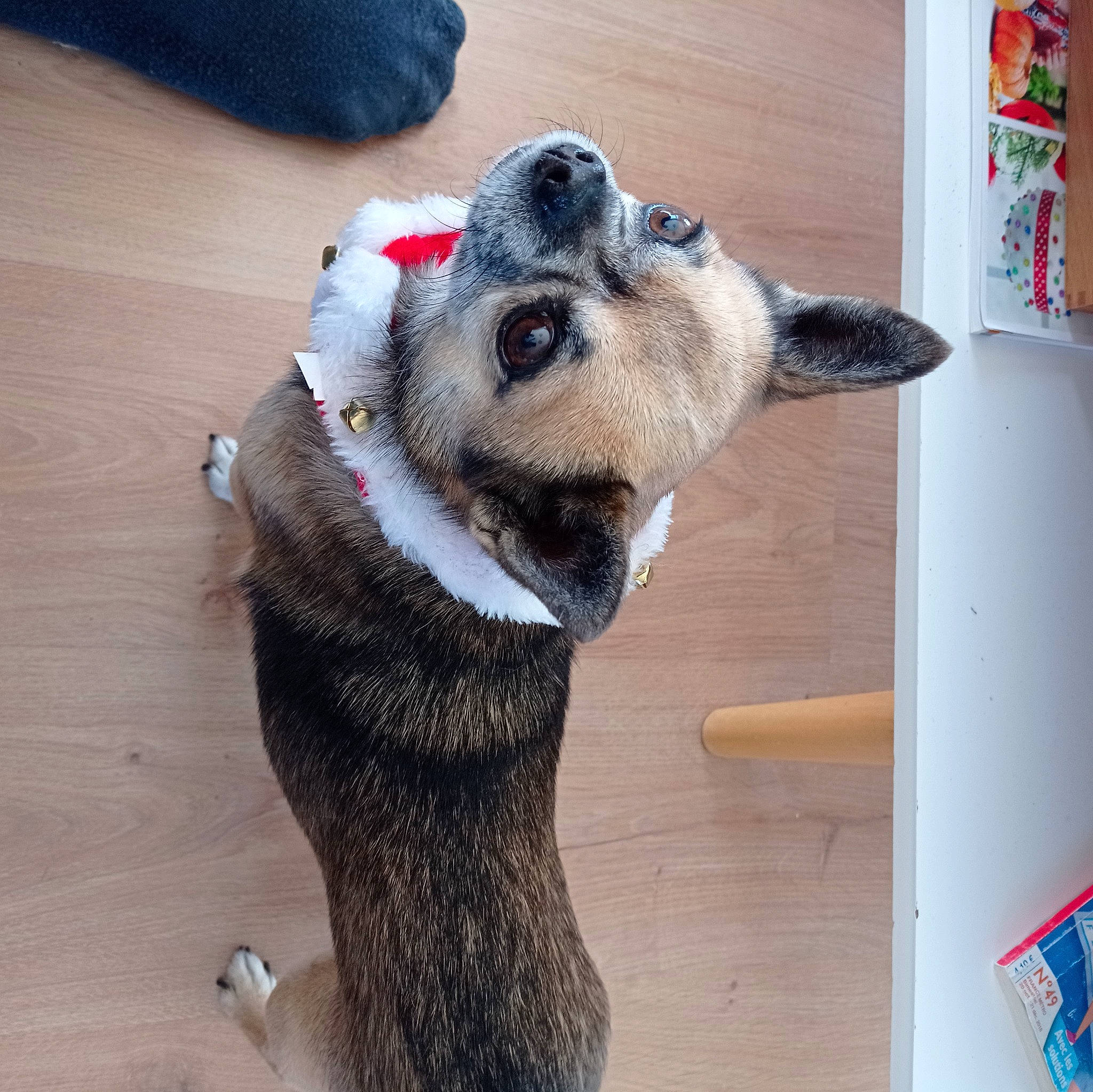 Paco a rejoint le concours — aidez-le/la à gagner de superbes lots ! carnivore, collar, companion_dog, dog, dog_breed, dog_collar, dog_supply, flooring, foot, fur, hardwood, paw, pet_supply, selfie, snout, sporting_group, whiskers, wood, working_animal, working_dog