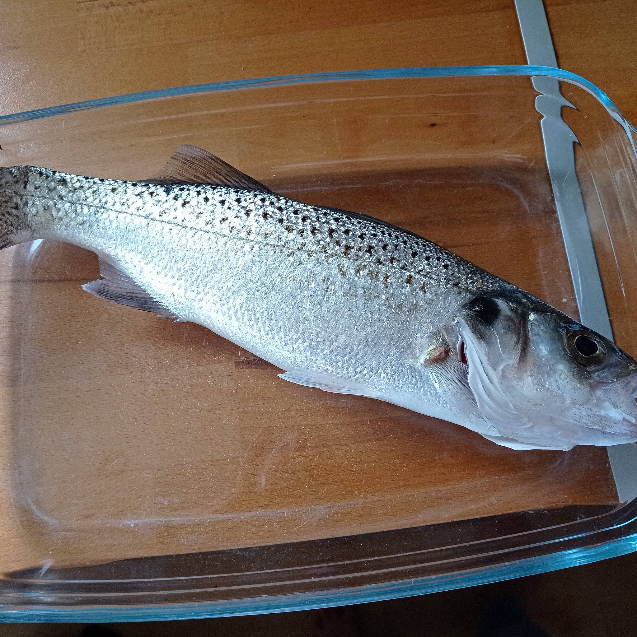 Toffee a rejoint le concours — aidez-le/la à gagner de superbes lots ! bony_fish, electric_blue, fin, fish, fish_products, food, hunting_knife, kitchen_knife, knife, oily_fish, ray_finned_fish, rectangle, salmon_like_fish, seafood, staple_food, tableware