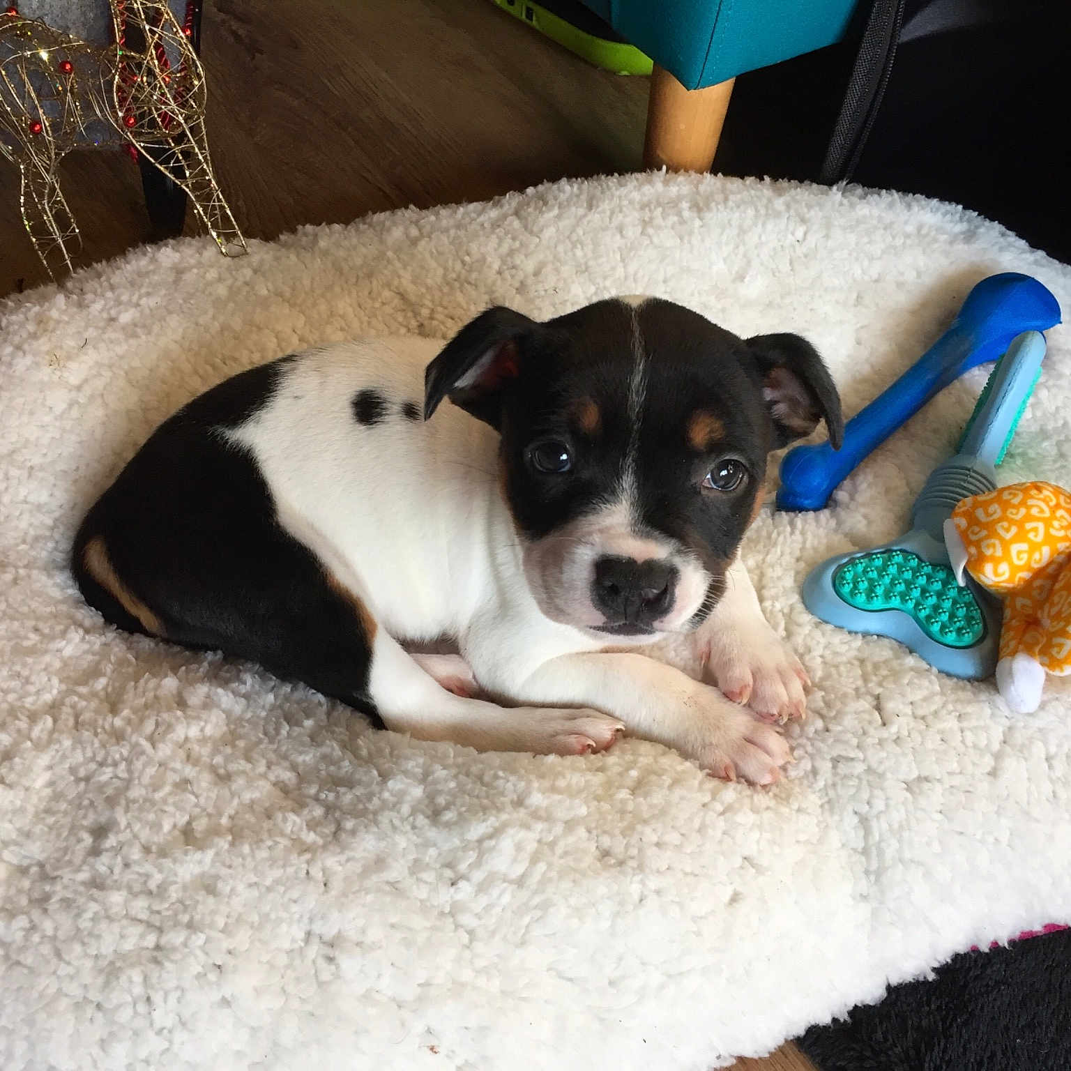 John joined the competition — help win amazing prizes! brazilian_terrier, carnivoran, danish_swedish_farmdog, dog, dog_breed, dog_breed_group, dog_like_mammal, miniature_fox_terrier, puppy, rat_terrier, ratonero_bodeguero_andaluz, russell_terrier, tenterfield_terrier, toy_fox_terrier