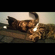 Asha is registered to the contest to win money with this photo: animal, cat, cats, closeup, companions, cute, domestic_cat, fur, indoor, lying_down, patterned_surface, paw, pet, playful, relaxed, resting, sleeping, tabby, two_animals, wall