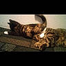 animal, cat, cats, closeup, companions, cute, domestic_cat, fur, indoor, lying_down, patterned_surface, paw, pet, playful, relaxed, resting, sleeping, tabby, two_animals, wall