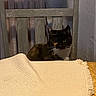 Asha is registered to the contest to win money with this photo: animal, cat, chair, cloth, cozy, curious, domestic, fabric, feline, furniture, home, indoor, pet, quiet, seated, shadow, table, texture, tortoiseshell, wood