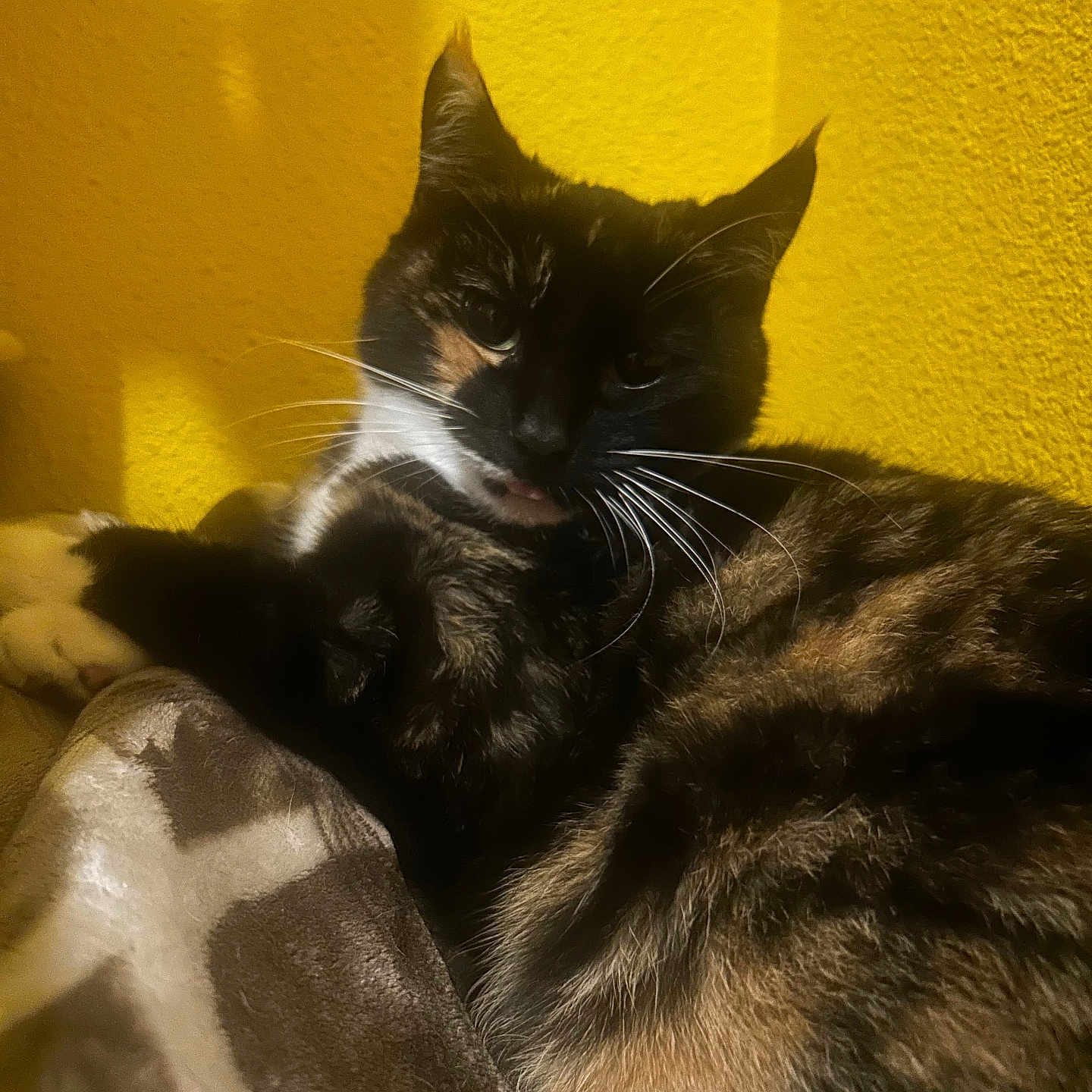 Asha