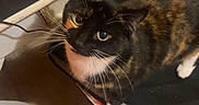 Asha joined the competition — help win amazing prizes! animal, black_and_orange, cables, cat, chair, computer_accessory, curious, desk, feline, floor, fur, home, indoor, keyboard, looking_up, paw, pet, tortoiseshell, whiskers, workspace