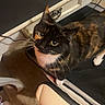 animal, black_and_orange, cables, cat, chair, computer_accessory, curious, desk, feline, floor, fur, home, indoor, keyboard, looking_up, paw, pet, tortoiseshell, whiskers, workspace