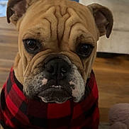 Hank joined the competition — help win amazing prizes! bulldog, dog, pet, plaid_sweater, brown_fur, wrinkled_face, indoor, couch, wooden_floor, closeup, cute, animal, portrait, ears, black_nose, whiskers, expression, furniture, cozy, mammal
