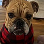 bulldog, dog, pet, plaid_sweater, brown_fur, wrinkled_face, indoor, couch, wooden_floor, closeup, cute, animal, portrait, ears, black_nose, whiskers, expression, furniture, cozy, mammal