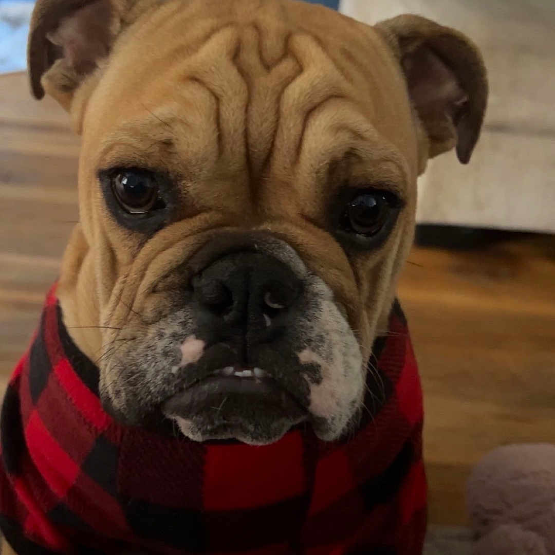 Hank joined the competition — help win amazing prizes! animal, black_nose, brown_fur, bulldog, closeup, couch, cozy, cute, dog, ears, expression, furniture, indoor, mammal, pet, plaid_sweater, portrait, whiskers, wooden_floor, wrinkled_face
