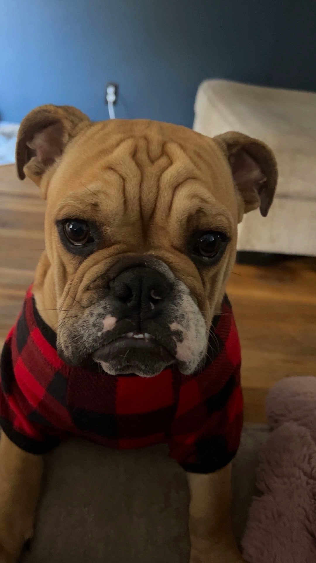 Hank joined the competition — help win amazing prizes! bulldog, dog, pet, plaid_sweater, brown_fur, wrinkled_face, indoor, couch, wooden_floor, closeup, cute, animal, portrait, ears, black_nose, whiskers, expression, furniture, cozy, mammal