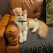 Olaf joined the competition — help win amazing prizes! cat, fluffy, cream_and_white, leather_couch, blanket, cushion, indoor, pet, feline, relaxed, furniture, cozy, domestic, looking_at_camera, sitting, collar, tail, ears, whiskers, soft_lighting