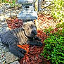 Vekna participe au concours pour gagner de l'argent avec cette photo : dog, puppy, shar_pei, wrinkles, garden, plants, greenery, stone, decor, sunlight, wood_chips, outdoor, pet, relaxed, cute, animal, nature, laying, bark, daylight