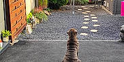 Vekna participe au concours pour gagner de l'argent avec cette photo : dog, wrinkly, back_view, sitting, driveway, garden, stepping_stones, shed, plants, greenery, outdoor, daylight, fence, patio, quiet, peaceful, yard, residential, nature, pet