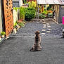 dog, wrinkly, back_view, sitting, driveway, garden, stepping_stones, shed, plants, greenery, outdoor, daylight, fence, patio, quiet, peaceful, yard, residential, nature, pet