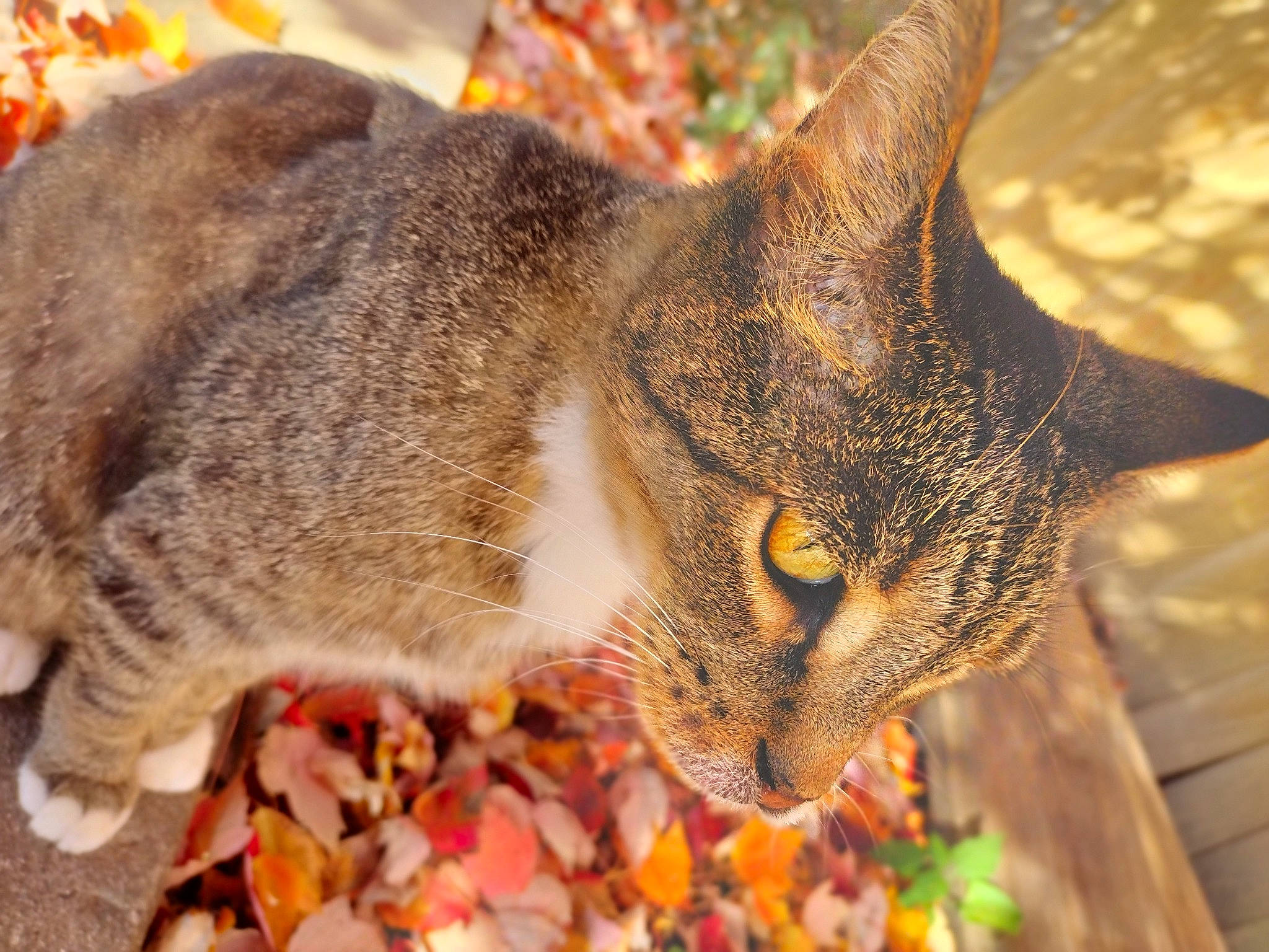 Fat Cat joined the competition — help win amazing prizes! carnivore, cat, close_up, domestic_short_haired_cat, eye, felidae, fur, grass, plant, small_to_medium_sized_cats, snout, terrestrial_animal, tree, whiskers, wildlife