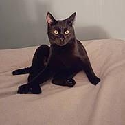 Winston a rejoint le concours — aidez-le/la à gagner de superbes lots ! black_cat, cat, pet, indoor, curious, animal, feline, yellow_eyes, blanket, soft_texture, relaxed, sitting, whiskers, ears, claws, paw, fur, cute, domestic_cat, bedroom