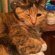 Maeby is registered to the contest to win money with this photo: bedside_table, blanket, calendar, cat, close_up, cozy, curtains, feline, fur, home, indoor, night, orange_tabby, paw, pet, portrait, prescription_bottle, sleepy, tortoiseshell_cat, whiskers