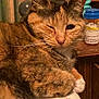 bedside_table, blanket, calendar, cat, close_up, cozy, curtains, feline, fur, home, indoor, night, orange_tabby, paw, pet, portrait, prescription_bottle, sleepy, tortoiseshell_cat, whiskers