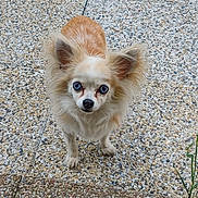 Iris participe au concours pour gagner de l'argent avec cette photo : animal, blue_eyes, canine, close_up, companion, curious, cute, daylight, dog, ears, fluffy, fur, looking_up, mammal, outdoor, pet, small_dog, standing, stone_surface, walking_surface