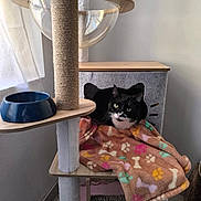 Natzu a rejoint le concours — aidez-le/la à gagner de superbes lots ! cat, cat_house, cat_tree, blanket, scratching_post, food_bowl, window, floor, tile_floor, indoor, black_and_white_cat, pet, cozy, feline, animal, home, furniture, relaxing, cute, domestic