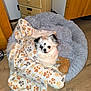 dog, blanket, paw_prints, plush_toy, bed, flooring, wooden_furniture, indoor, pet, cozy, fur, small_dog, curious, resting, cute, domestic_animal, animal, companion, comfort, looking