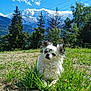 dog, grass, outdoor, nature, mountain, sky, cloud, tree, greenery, sunlight, pet, animal, landscape, fur, daylight, scenery, relaxing, cute, small_dog, fluffy