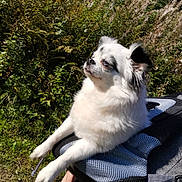 Helly participe au concours pour gagner de l'argent avec cette photo : dog, white_dog, black_markings, pet, outdoor, sunlight, mesh_carrier, greenery, plants, nature, resting, fluffy, small_dog, canine, paw, animal, relaxed, daylight, fur, companion