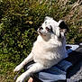 dog, white_dog, black_markings, pet, outdoor, sunlight, mesh_carrier, greenery, plants, nature, resting, fluffy, small_dog, canine, paw, animal, relaxed, daylight, fur, companion