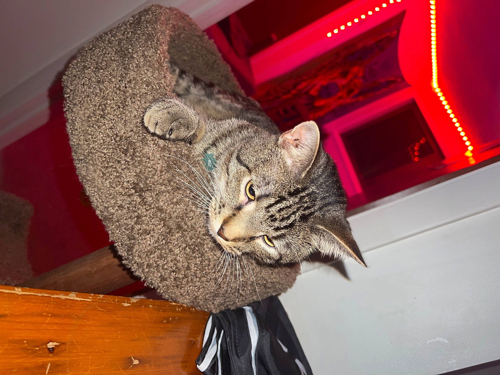 Sully joined the competition — help win amazing prizes! carnivore, cat, cat_supply, ceiling, comfort, domestic_short_haired_cat, door, event, felidae, fur, hardwood, metal, room, small_to_medium_sized_cats, snout, tail, whiskers, window, wood, wood_stain