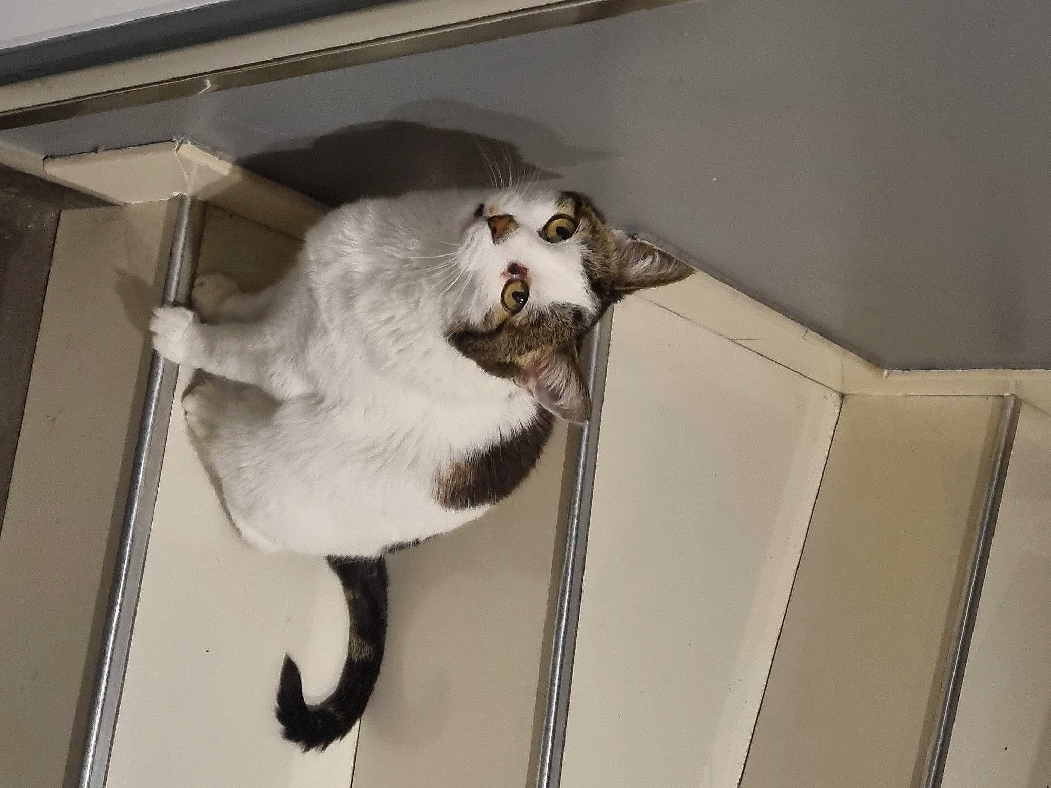 Fiesta participe au concours pour gagner de l'argent avec cette photo : canidae, carnivore, cat, ceiling, collar, dog_breed, domestic_short_haired_cat, fawn, felidae, fur, metal, paw, pet_supply, room, small_to_medium_sized_cats, snout, sporting_group, tail, whiskers, wood