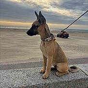 Akira a rejoint le concours — aidez-le/la à gagner de superbes lots ! animal, beach, calm, cloudy_sky, coastline, dog, ears_up, landscape, leash, nature, outdoor, pet, puppy, quiet, sand, side_view, sitting, stone_ledge, sunset, tractor