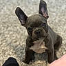 Chanel is registered to the contest to win money with this photo: puppy, dog, french_bulldog, pet, ears, carpet, indoor, cute, animal, mammal, young, sitting, looking_up, fur, domestic_animal, companion, small_dog, adorable, canine, friendly
