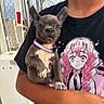 Chanel is registered to the contest to win money with this photo: puppy, dog, pet, animal, person, holding, collar, purple_collar, ears, tongue_out, black_tshirt, anime, anime_character, pink, chainlink_fence, outdoor, daylight, cute, small_dog, portrait