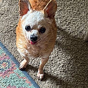 Tcup joined the competition — help win amazing prizes! animal, brown_fur, carpet, chihuahua, companion, cute, dog, domestic_animal, ears, floor, fur, indoor, looking_up, mammal, pet, rug, small_dog, standing, tongue, white_fur