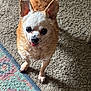 animal, brown_fur, carpet, chihuahua, companion, cute, dog, domestic_animal, ears, floor, fur, indoor, looking_up, mammal, pet, rug, small_dog, standing, tongue, white_fur