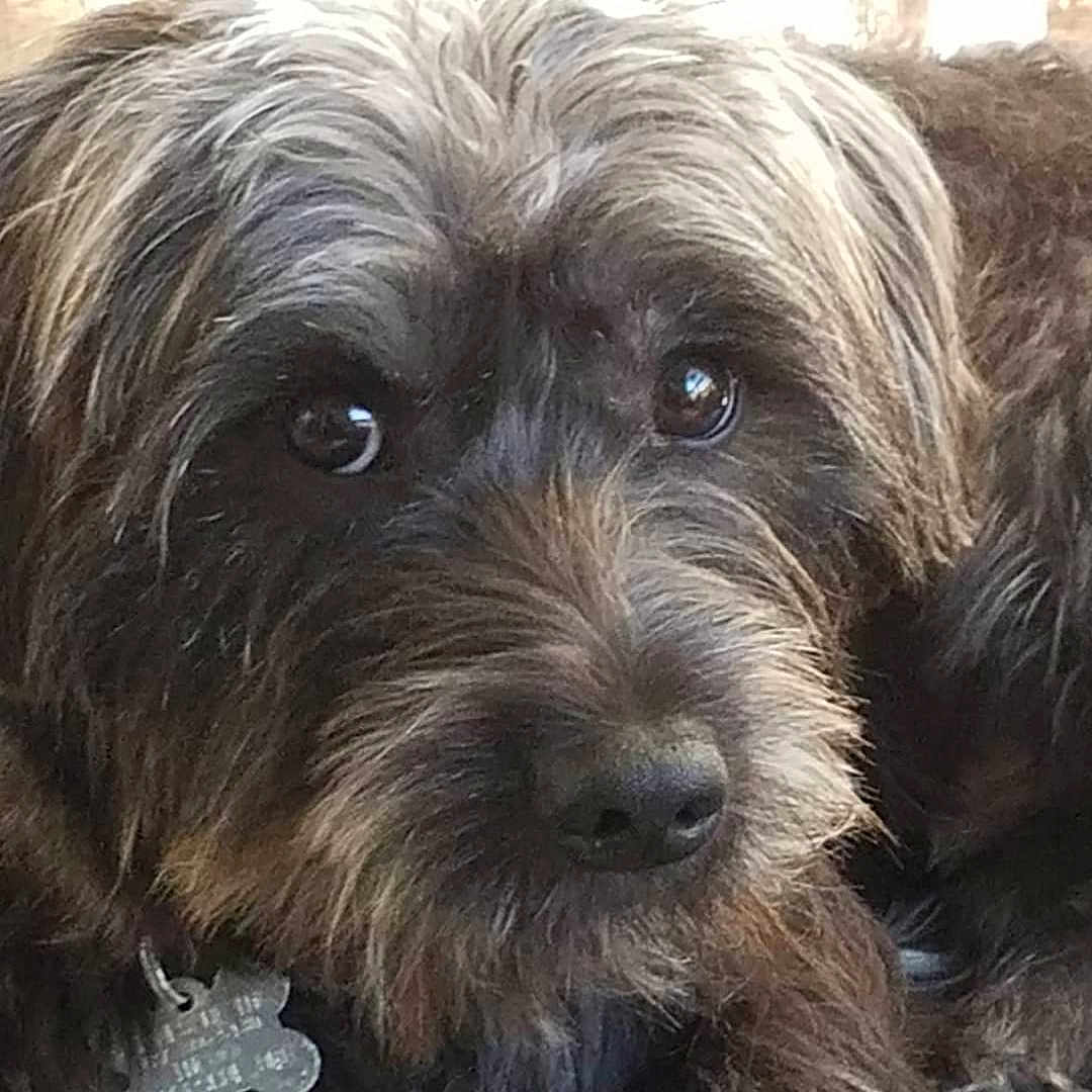 Harley